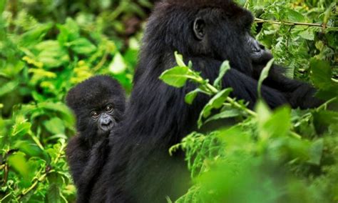 Birding Safaris In Uganda And Rwanda Cost Of Birding In Uganda