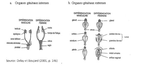 Différenciation Des Organes Génitaux Chez Le Foetus Humain Download