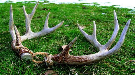 Antlers In The Grass Full Hd Wallpaper And Background Image 1920x1080