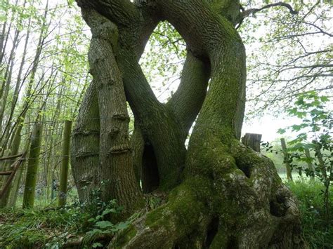 17 Best images about Unusual Trees on Pinterest