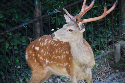 Japanese Sika Deer Cervus Nippon Zoochat