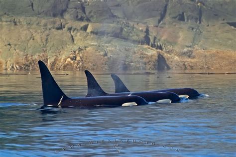 Killer Whale Resting Picture Photo Information