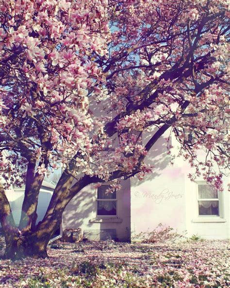 Vil ameriken ki nan eta indiana (ht); Lafayette, Indiana in Bloom: Pretty Pink Spring Flowers ...