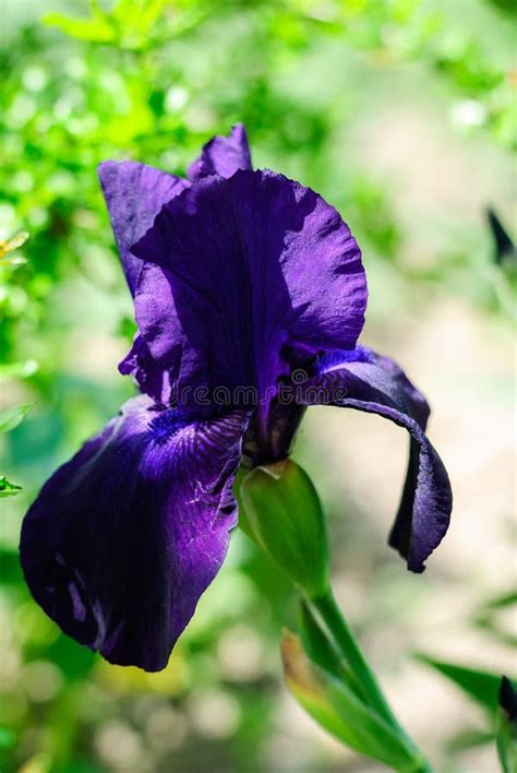 Beautiful Flowers Irises In The Garden Stock Photo Image Of Gardening