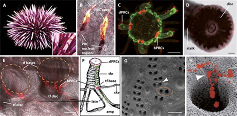 Unique System Of Photoreceptors In Sea Urchin Tube Feet Pnas
