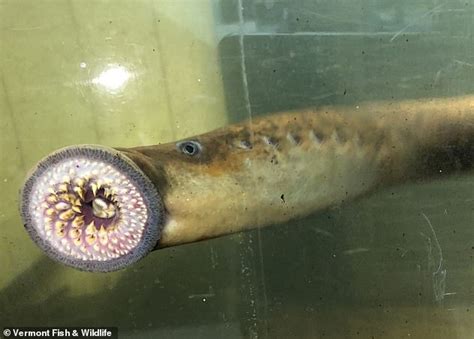 Ct Scan Reveals Tongue Eating Louse Parasite In Place Of A Fishs