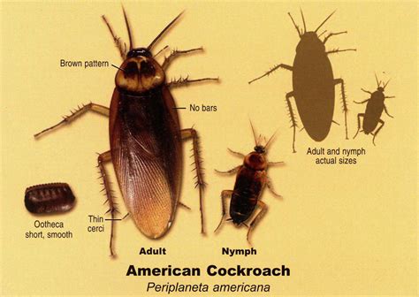 Roaches 24hrs 7 Days A Wk Complete Pest Control Service