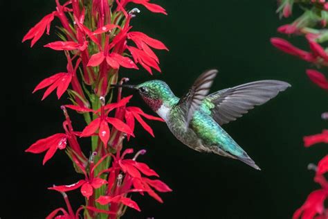 Top 15 Colorful Hummingbird Flowers To Grow Birds And Blooms