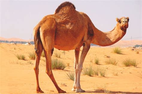 Camellos Del Desierto La Verdad Noticias