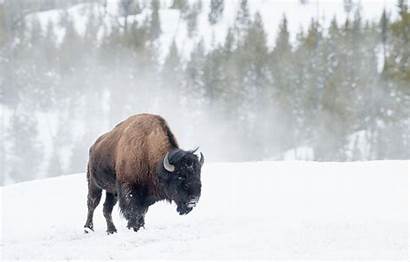 Bison Buffalo Winter American Snow Desktop Wallpapers