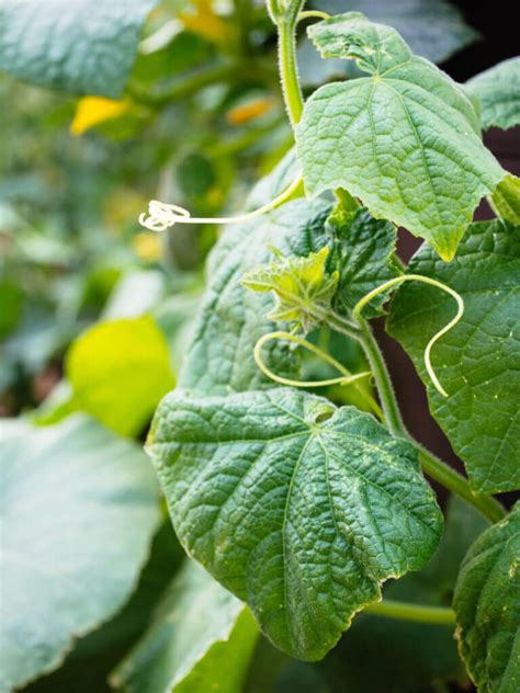 11 Vegetables You Grow That You Didnt Know You Could Eat Cucumber
