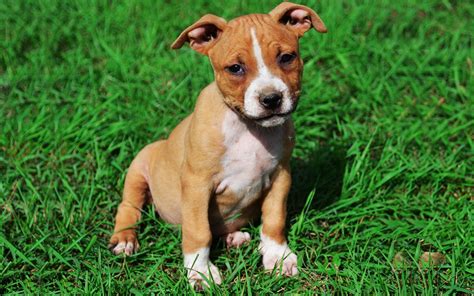 American Staffordshire Puppies Breed Information And Puppies