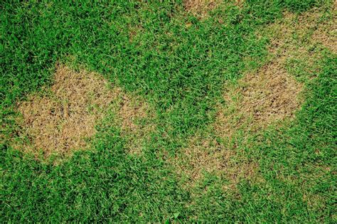 How To Fix Brown Patches In Your Lawn Green Oasis Lawn And Reticulation