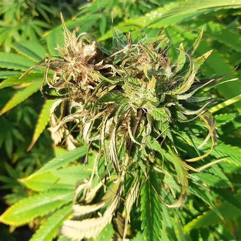 How To Stop And Prevent Bud Rot Trifecta Natural