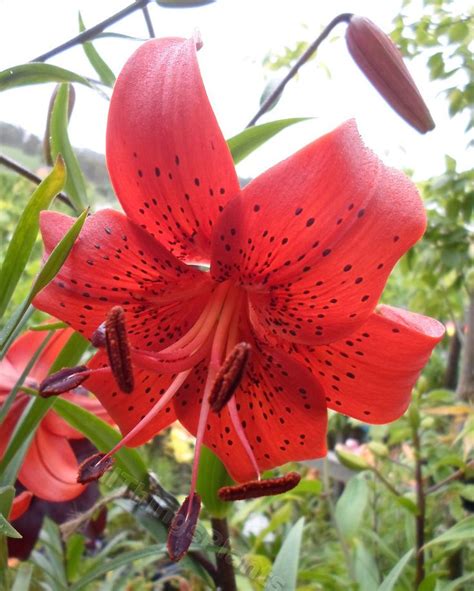 Tiger Lily Red Life Day Lilies Tiger Lily Flowers Nature