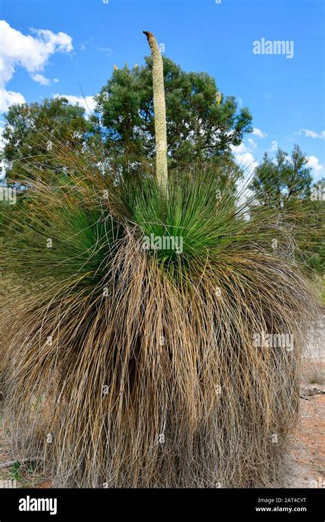 Australia Flowering Grass Tree Stock Photo Alamy