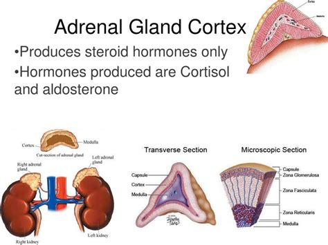Ppt Adrenal Gland Cortex Powerpoint Presentation Free Download Id