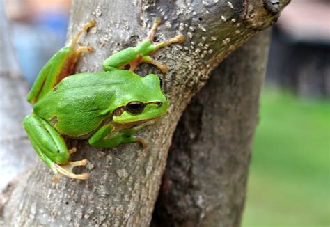 Bamboo, Books, Wildlife and other Trees: European tree frog - Hyla arborea