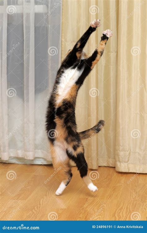 Funny Cat Jumping Stock Image Image 24896191