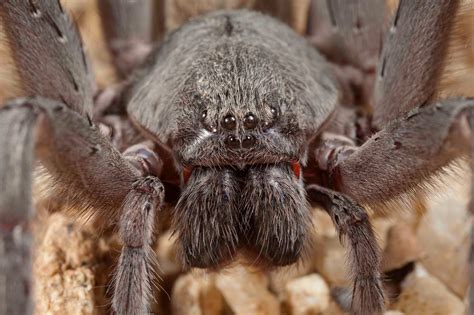 There's a really gross, massive new spider for you to have nightmares ...