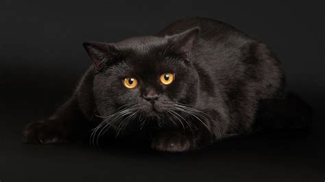 Black Cat Wallpapers 71 Images
