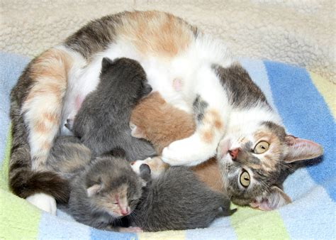 Pregnancy And Delivery In Cats Your Complete Resource Thecatsite