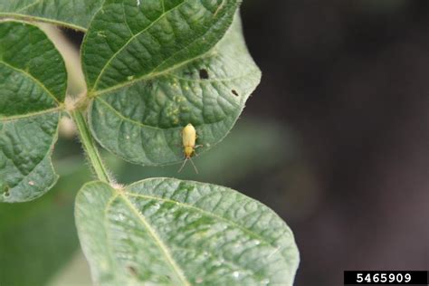 Northern Corn Rootworm Diabrotica Barberi