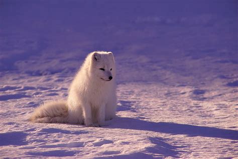 Long Coated White Dog Photography Animals Fox Arctic Fox Hd