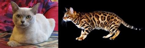 European Burmese Vs Bengal Breed Comparison Mycatbreeds