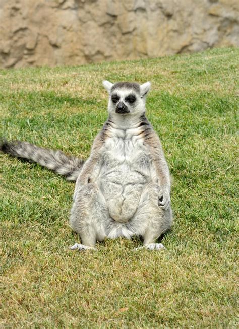 Madagascar S Ring Tailed Lemur In Funny Pose Stock Image Image Of