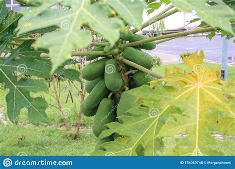 Large Papaya Fruits Grow On The Tree Thailand Rains Stock Photo