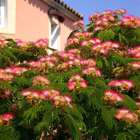 Mimosa Trees For Sale