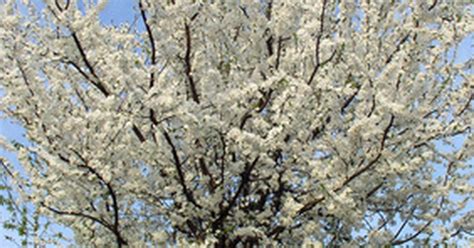 In many instances, fruit tree blossom colors attract bees and other pollinators, and the blossoms can be a useful way to. Plum Tree Identification Guide | eHow UK