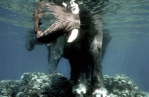 Swimming Elephants Photograph By Olivier Blaise Fine Art America