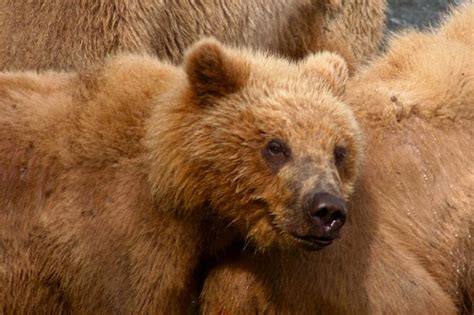 Kodiak Bear Bear Predator Animal Bears Cub Image Finder