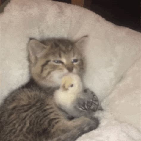 The Tiniest Kitten Loves The Tiniest Chick Boing Boing