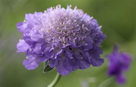 Annual Scabious Country Garden Uk