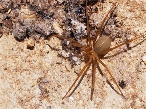 Loxosceles Recluse Spiders In Tucson Arizona United States
