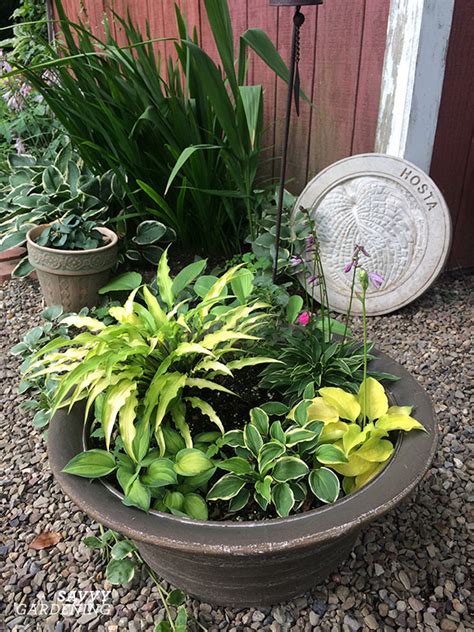 To keep your hostas healthy and beautiful as they grow in pots, there are a few hosta plants are beautiful anywhere, but i think they're even more so when they are planted in pots, especially when the pots are placed at eye level. Pint-sized picks and ideas for a miniature plant garden