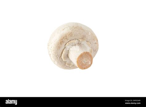 White Champignon Mushroom Button Isolated On White Agaricus Bisporus