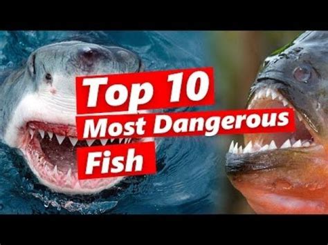 Top 10 Most Dangerous Fish Wow Video Ebaums World
