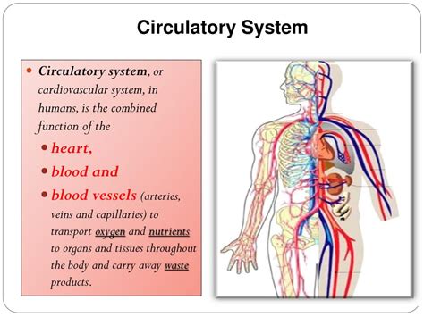 Ppt The Human Body Systems Powerpoint Presentation Free Download D75