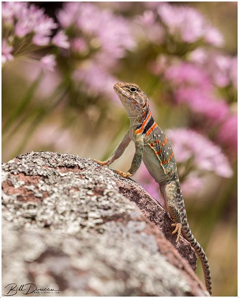 Eastern Collared Lizard A Thousand Acres Of Silphiums