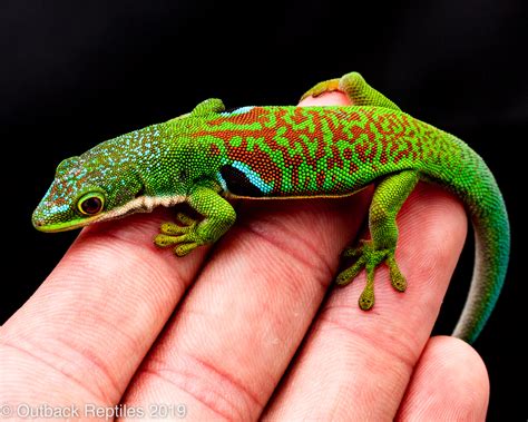 Peacock Day Gecko Size