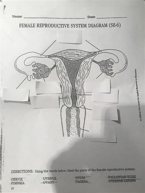 Female Reproductive System Health Diagram Quizlet