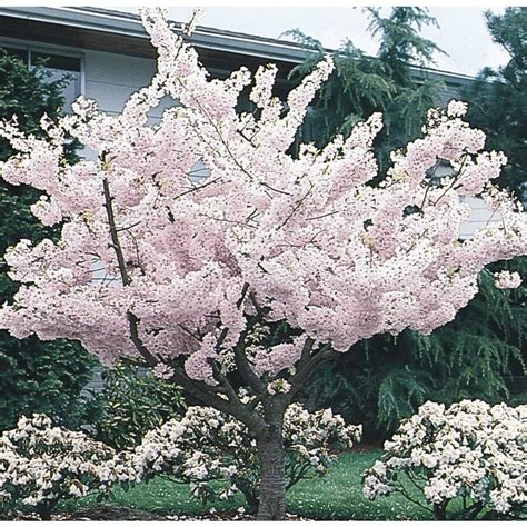Flowering Tree Cherry Trees At