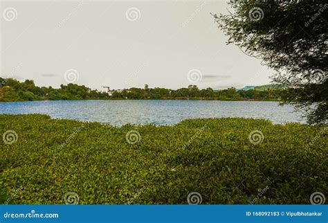 Serene Water Lake With Lush Greenery Stock Image Image Of Fresh