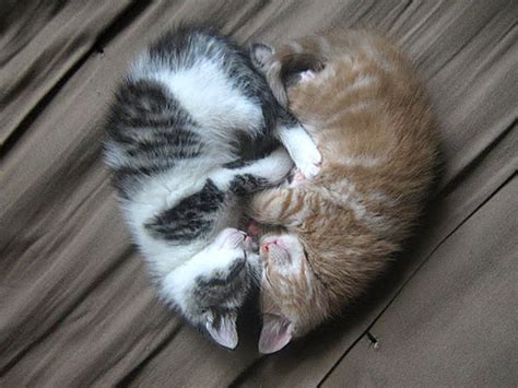 40 Really Cute Cuddling Kittens In The World The Design Inspiration The Design Inspiration
