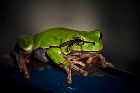 Scary Little Frog Royalty Free Stock Photography Image 23199377