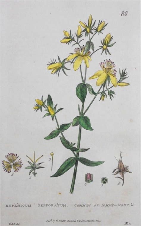 1835 Hypericum Perforatum St Johns Wort Flowers Etsy Botanical